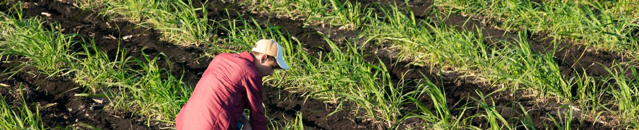 Web_Article_Header-sugarcane farm and farmer