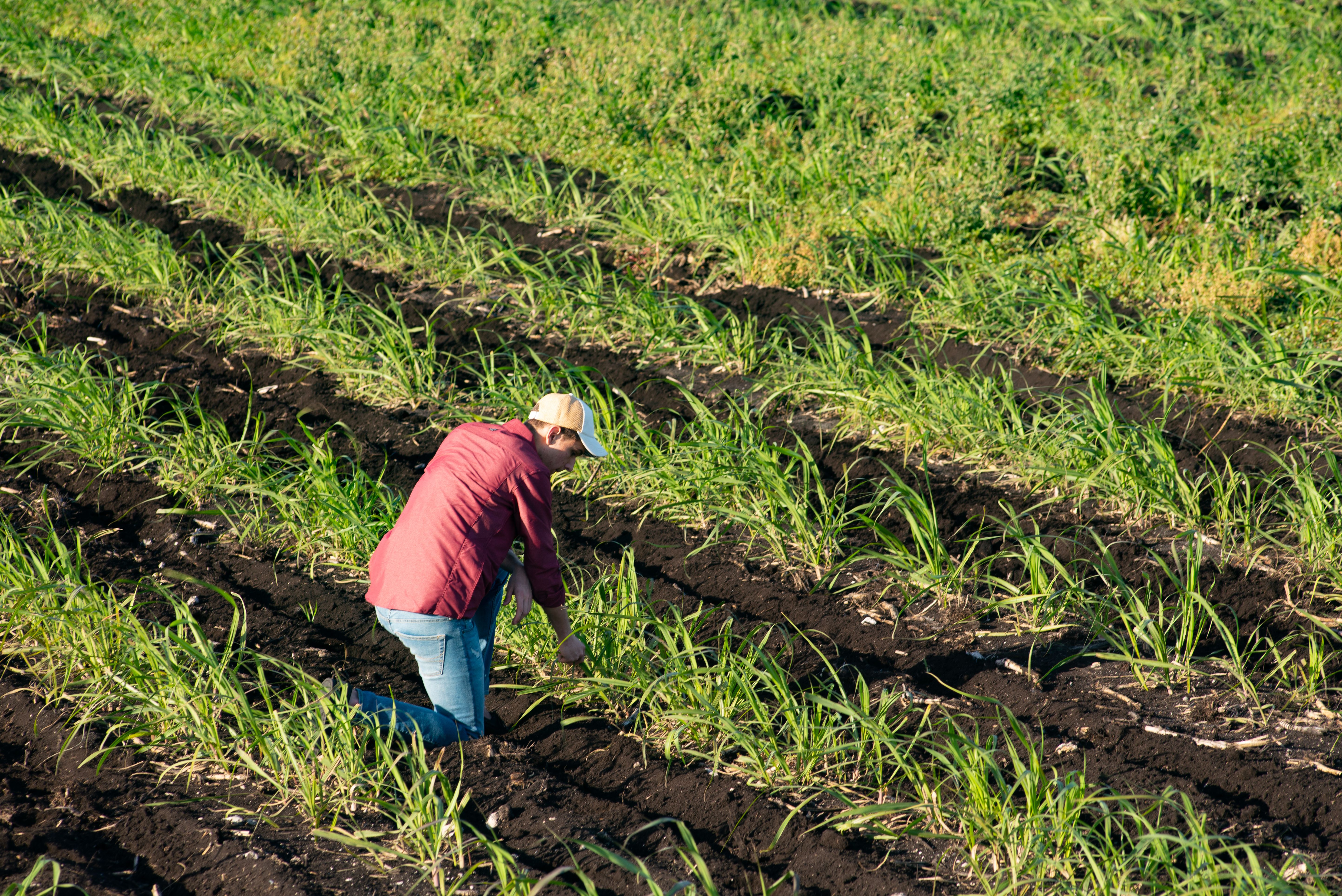 sugarcane_farm_and_farmer